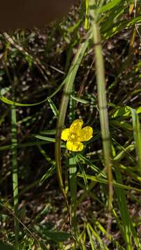 Image of Oenothera serrulata Nutt.