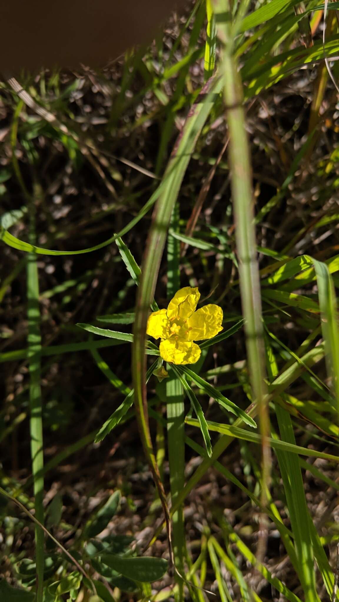 Oenothera serrulata Nutt. resmi