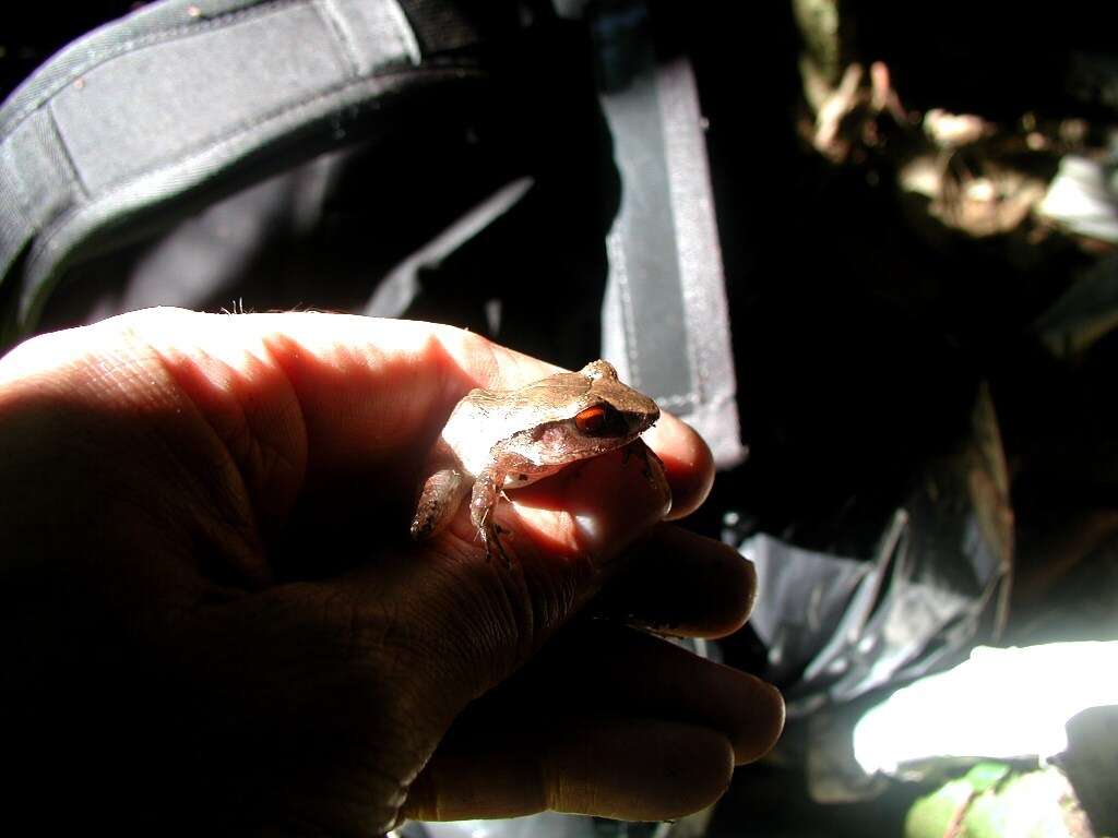 Image of Izabal robber frog