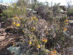 Image of Hermannia desertorum Eckl. & Zeyh.