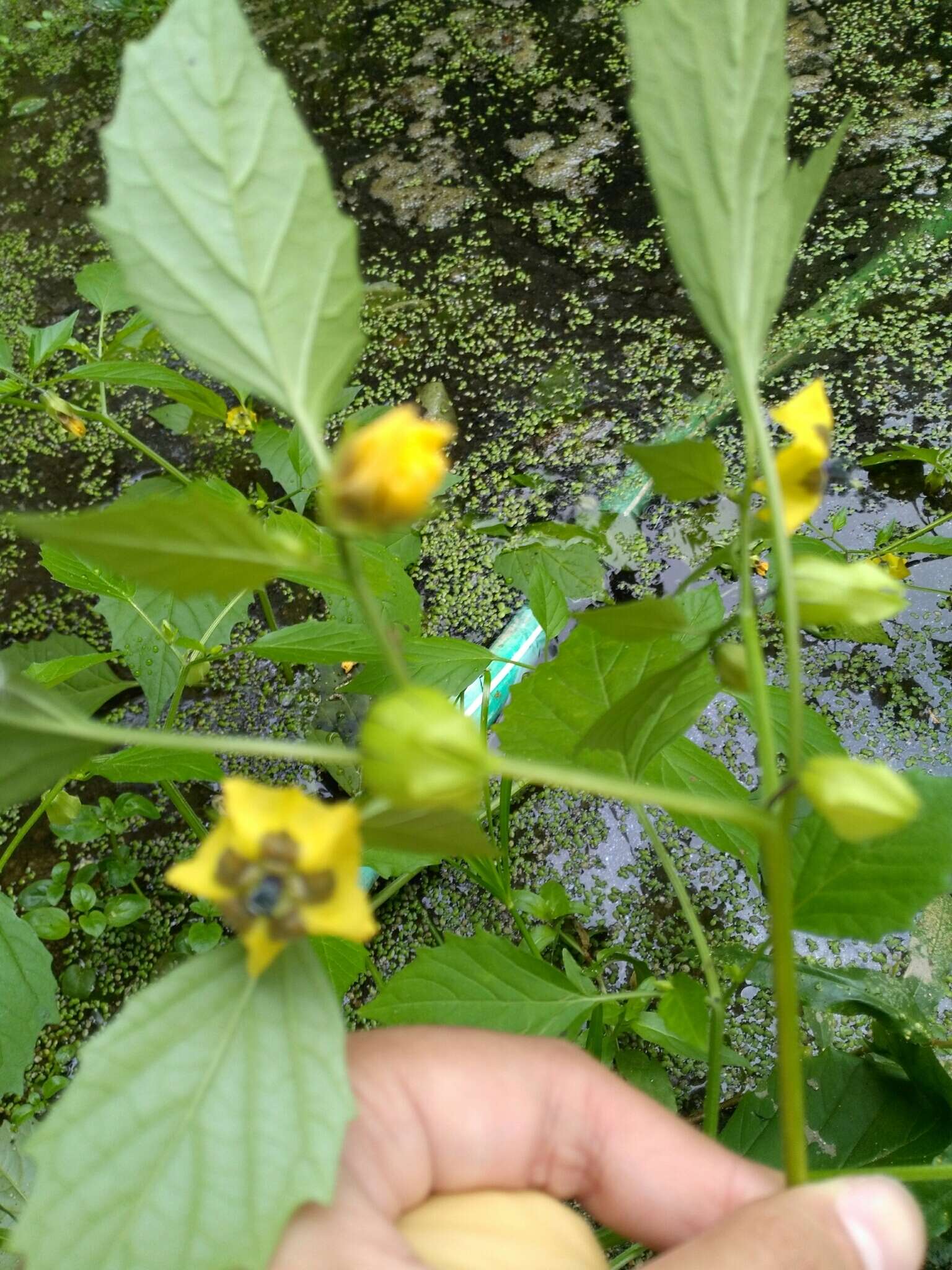 Physalis philadelphica Lam. resmi