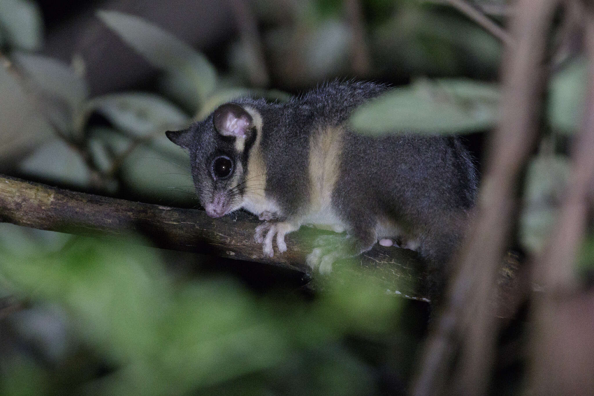 Image of Leadbeater's possum