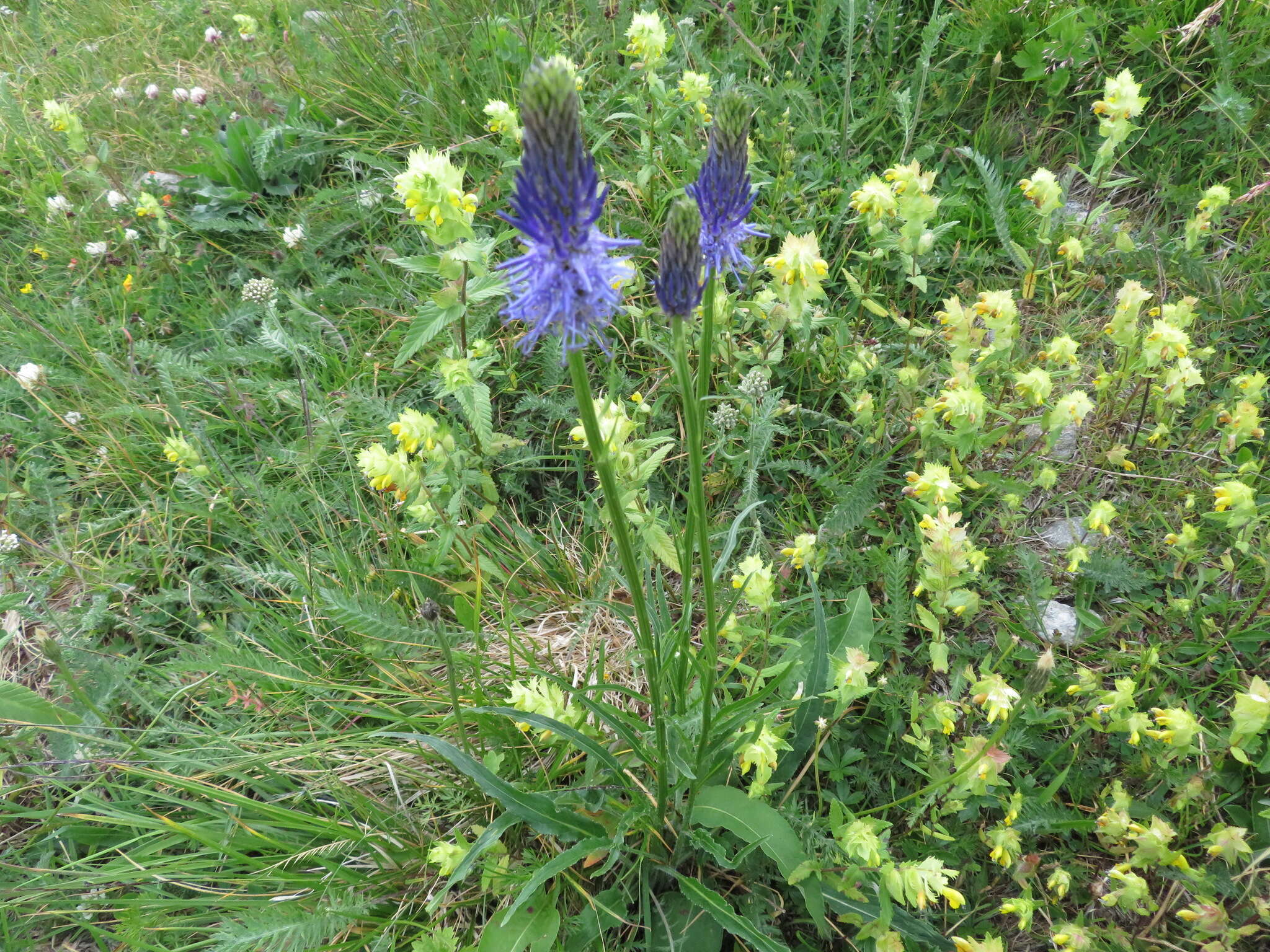 Image of Betony-leaved Rampion