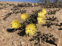 Image of Cephalophyllum ebracteatum (Schlechter & Diels) Dinter & Schwant.