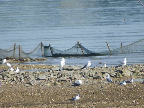 Image of Chinese Egret