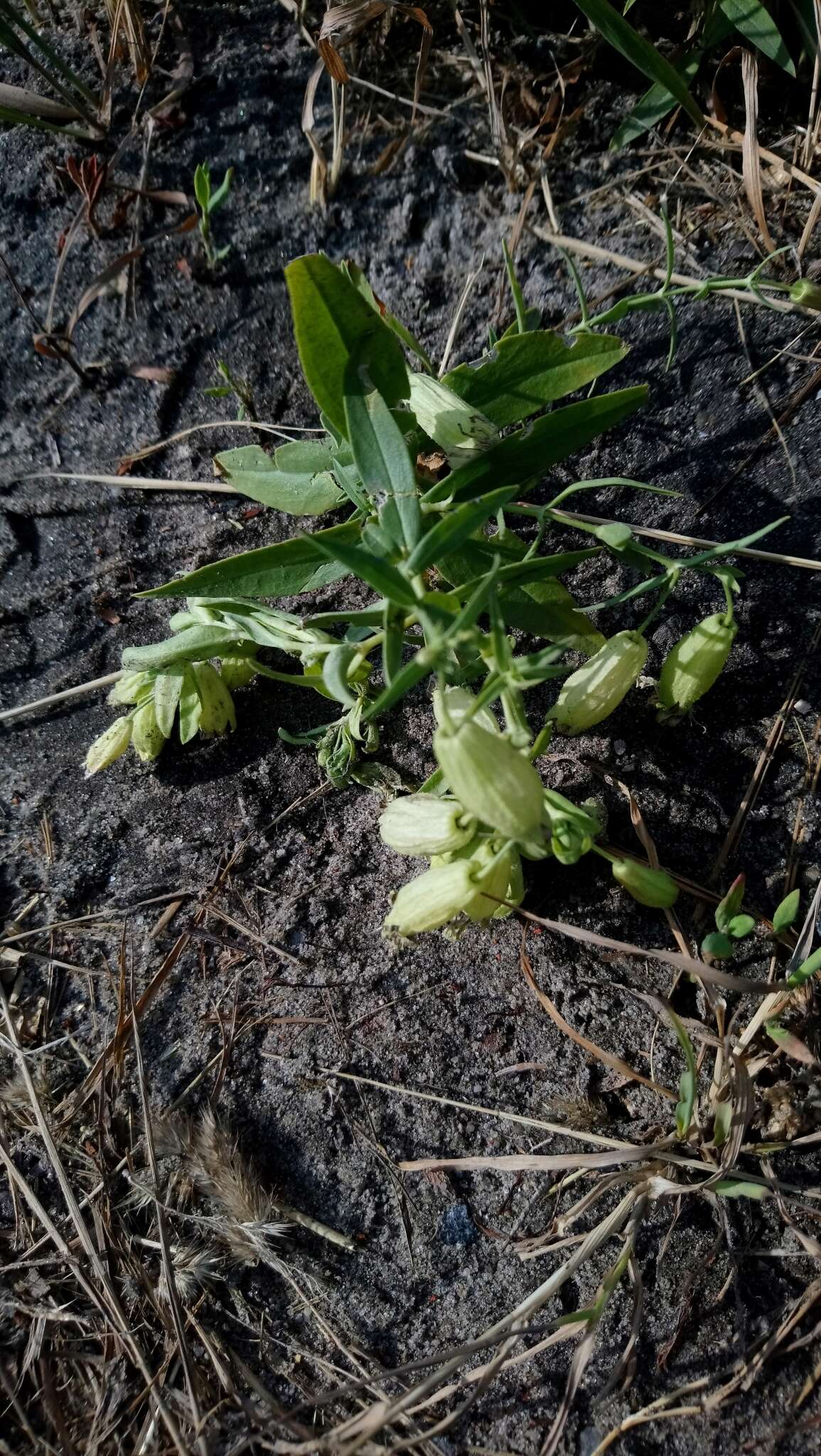 Image of Silene procumbens Murr.