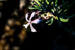 Image of Pachypodium succulentum (L. fil.) Sweet