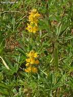 Image of European yellow lupine