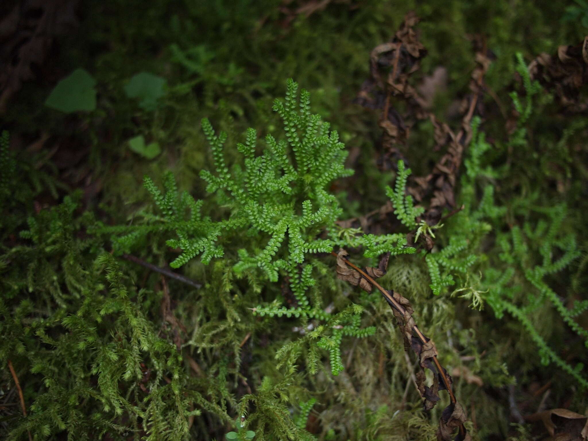 Plancia ëd Selaginella douglasii (Hook. & Grev.) Spring