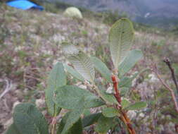 Image of Salix krylovii E. Wolf