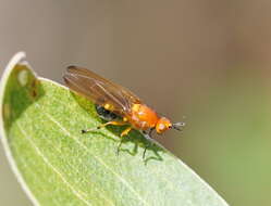 Image of Rhagadolyra magnicornis (Malloch 1926)