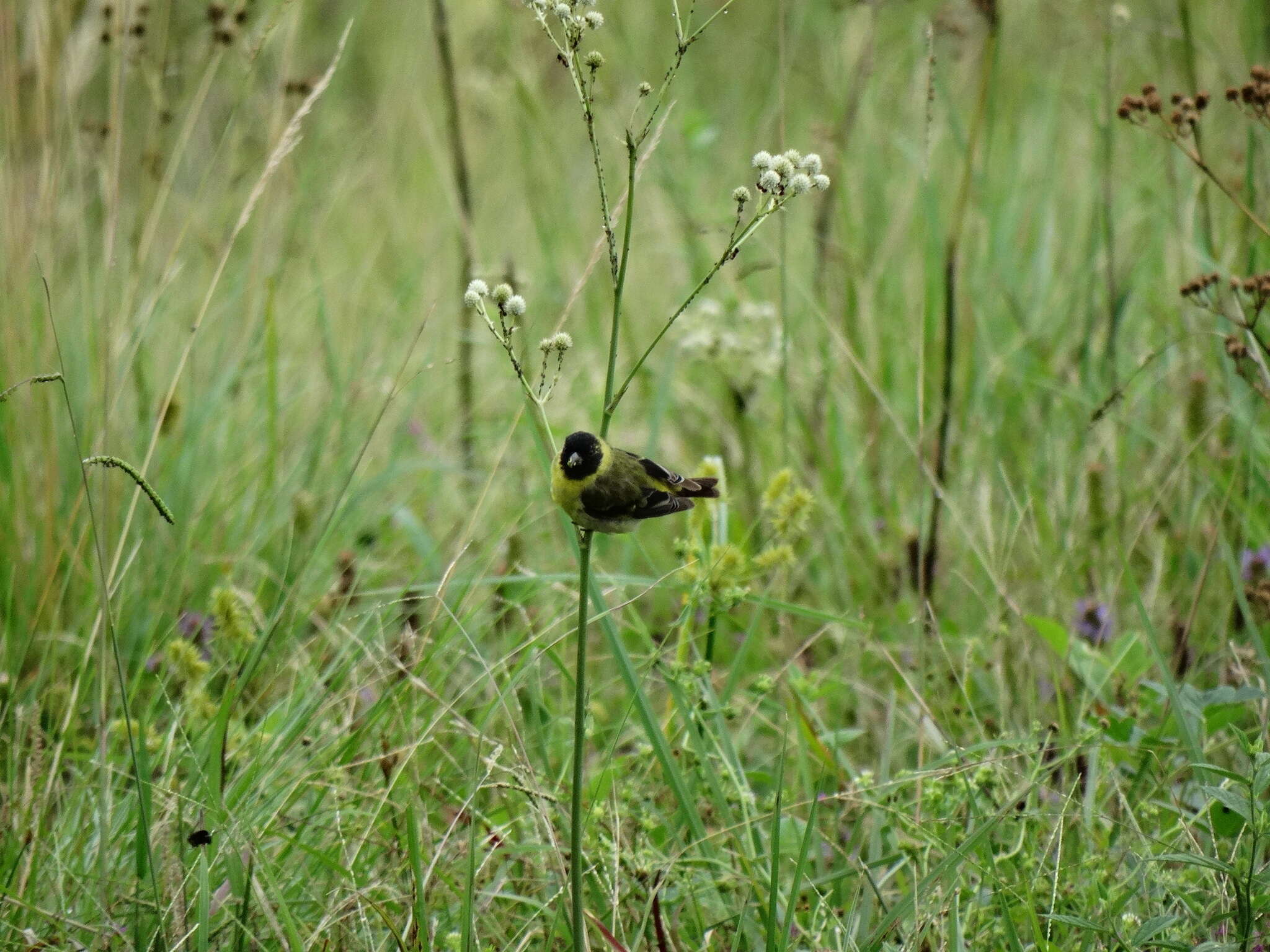 Image of Hooded Siskin