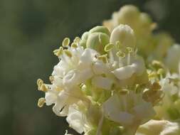 Image of Peninsular beargrass