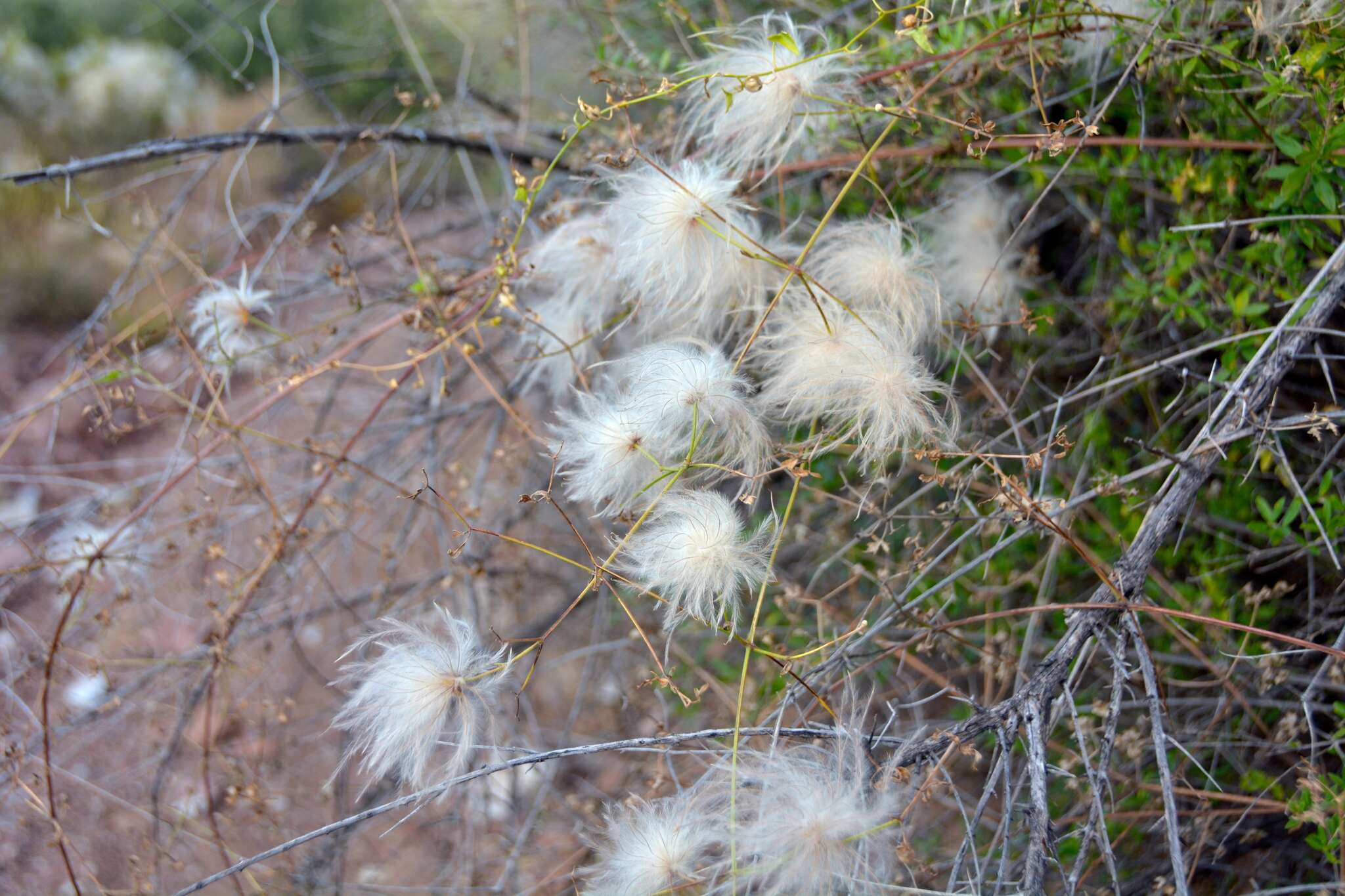 Imagem de Clematis drummondii Torr. & Gray