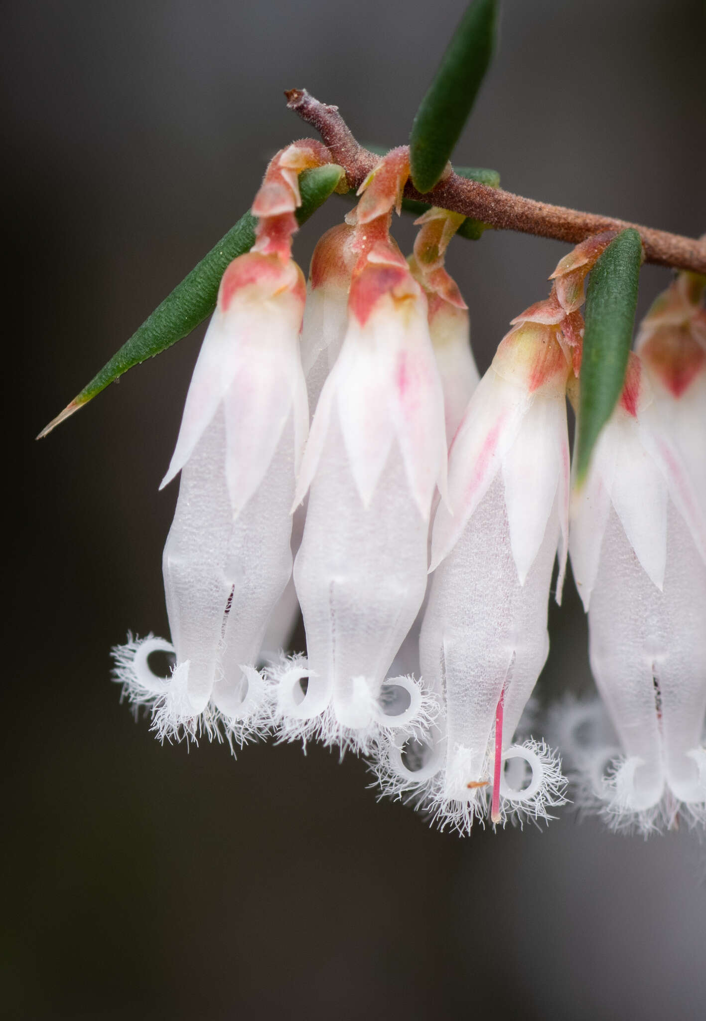 Image of Styphelia fletcheri subsp. fletcheri