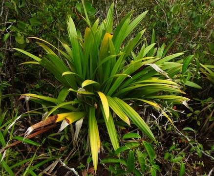 Image of Stelestylis surinamensis Harling