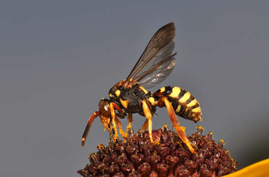 Image of Nomada vincta Say 1837