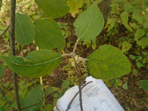 Image of Populus simaroa J. Rzedowski