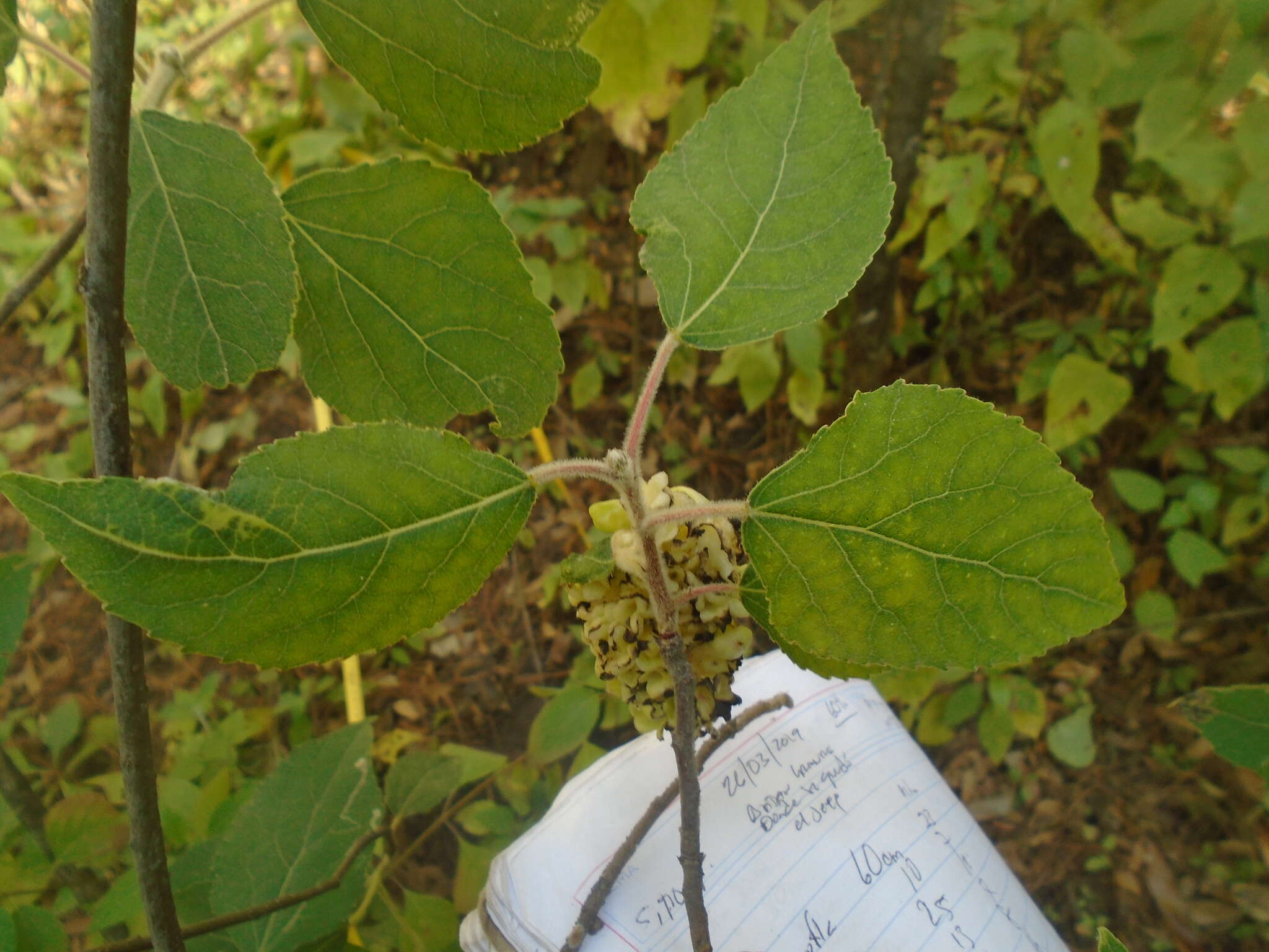 Populus simaroa J. Rzedowski resmi