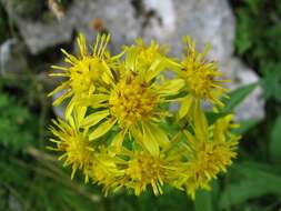 Plancia ëd Solidago virgaurea subsp. minuta (L.) Arcangeli