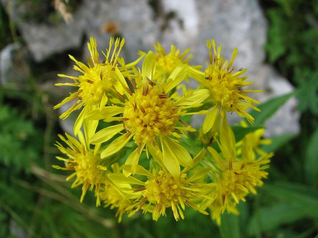 Imagem de Solidago virgaurea subsp. minuta (L.) Arcangeli