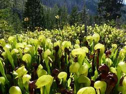 Image of California Pitcher Plant