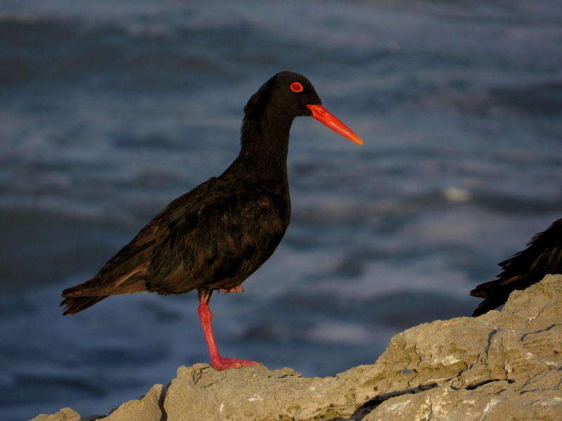 Haematopus moquini Bonaparte 1856 resmi