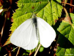 Image of Margined White