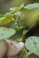 Imagem de Acalypha virginica var. deamii Weath.