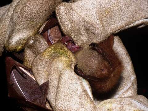 Image of Zenker's Fruit Bat