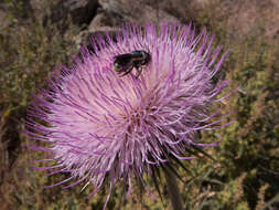 Imagem de Cirsium neomexicanum A. Gray