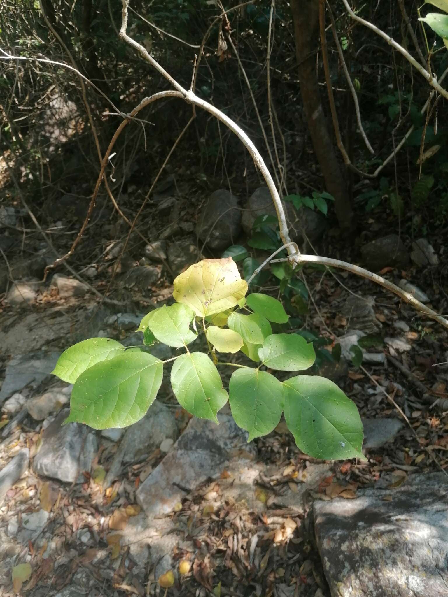 Image of Yellow trumpet tree