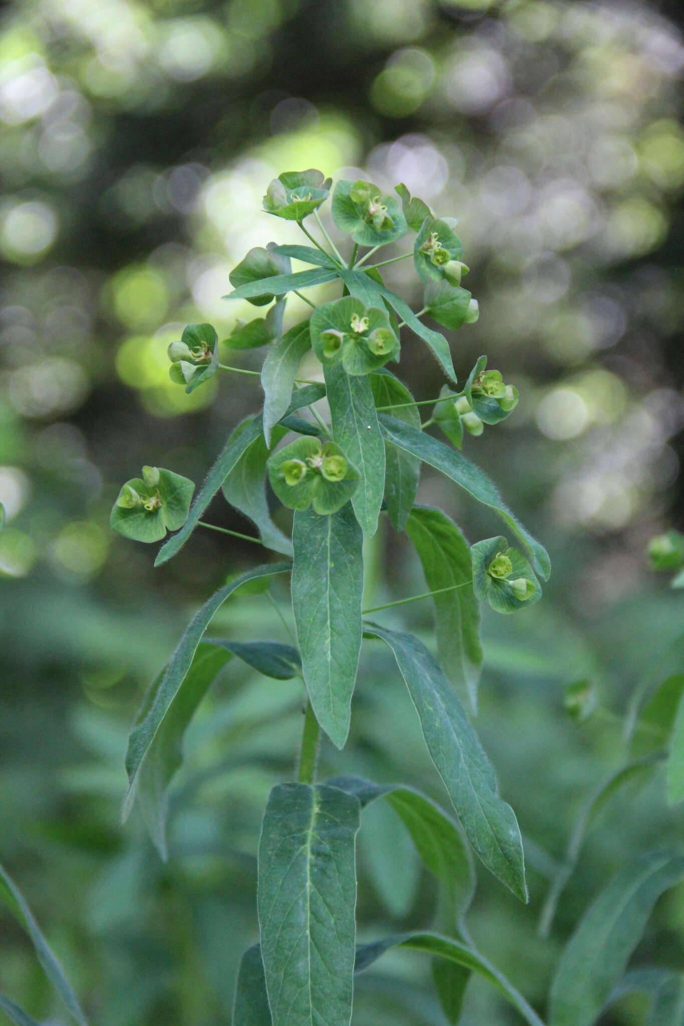 Image of Euphorbia oblongifolia (K. Koch) K. Koch