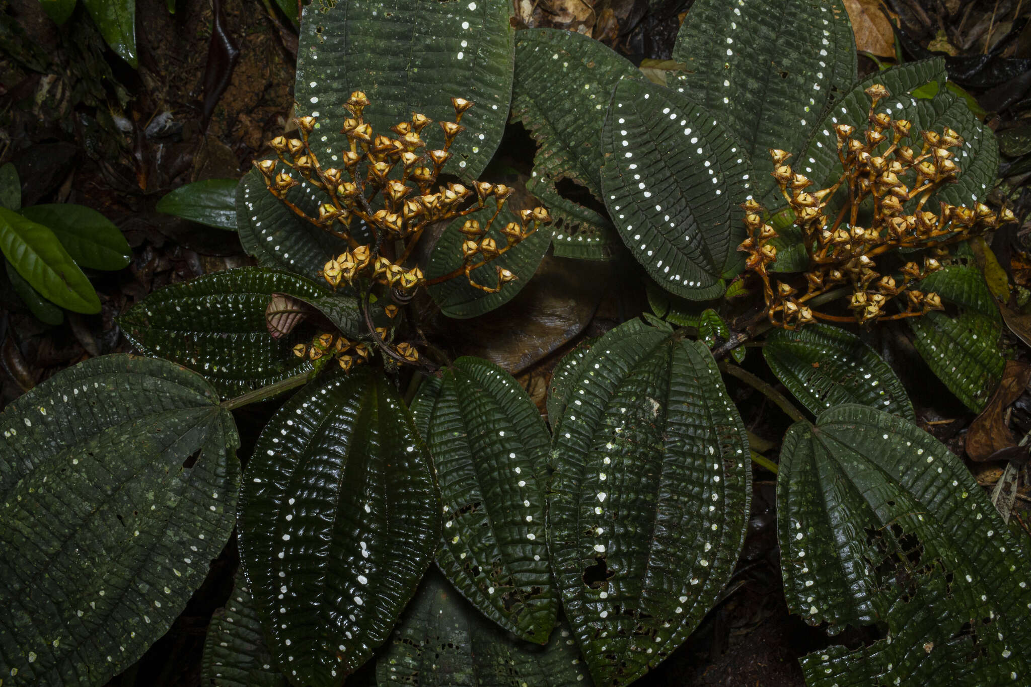 Sivun Salpinga margaritacea (Naud.) Triana kuva