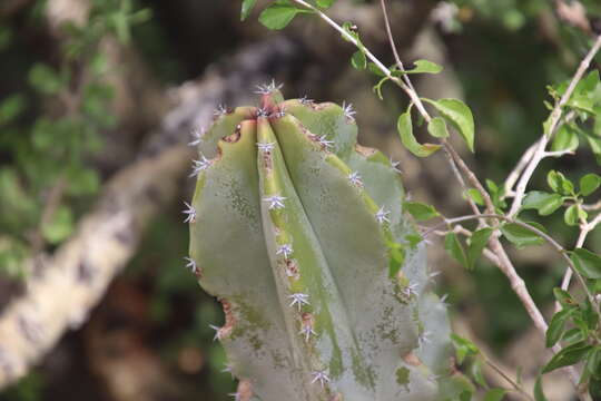 Image of <i>Lophocereus schottii</i> var. <i>australis</i>