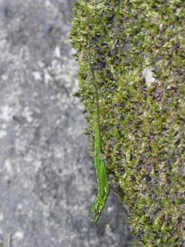 Image of Anolis roquet summus Lazell 1972