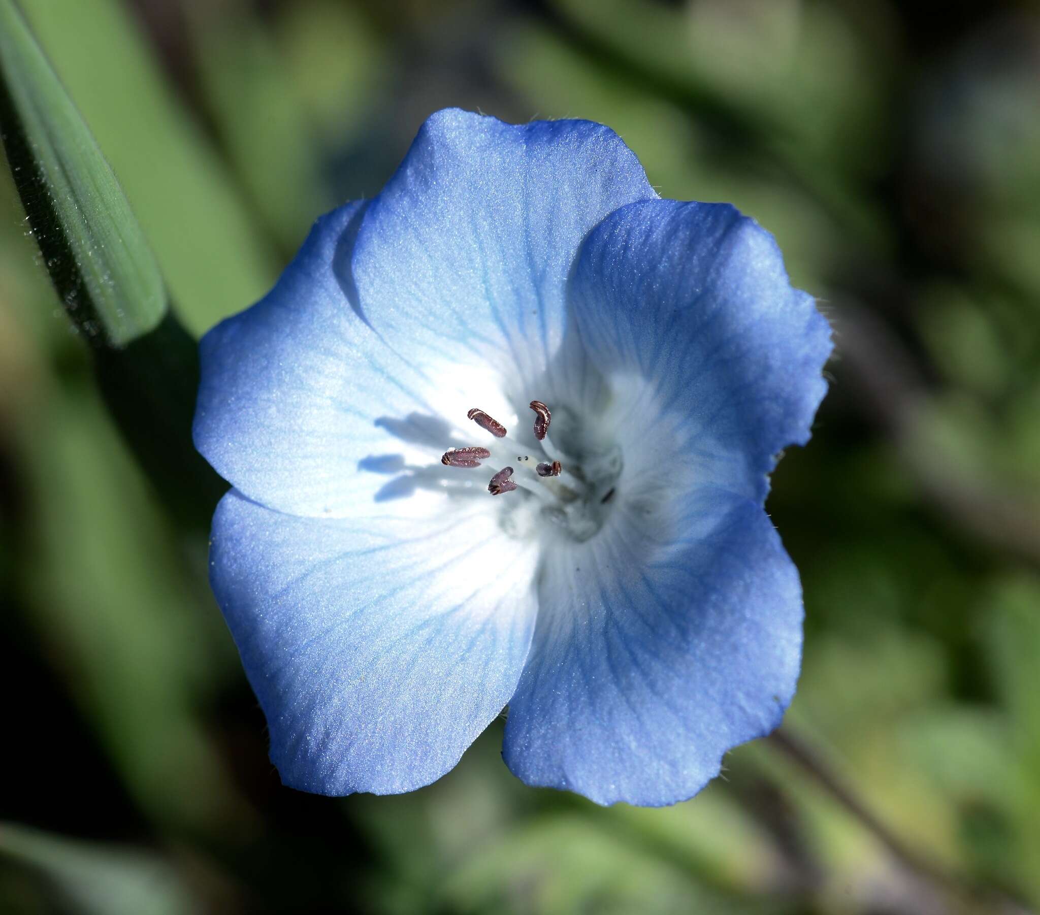 Imagem de Nemophila menziesii Hook. & Arnott