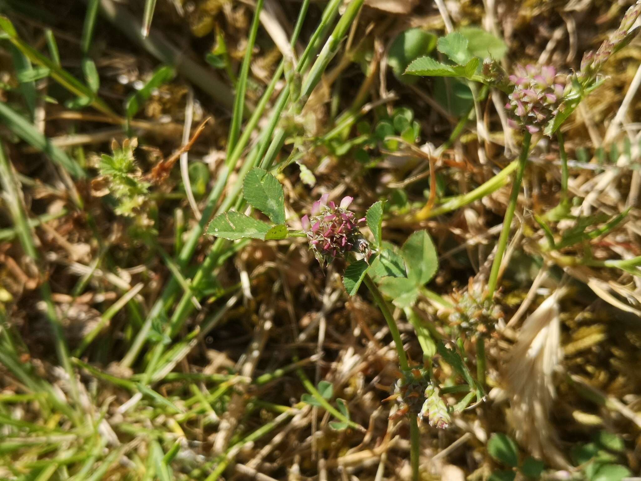 Image of clustered clover