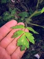 Phacelia bipinnatifida Michx. resmi