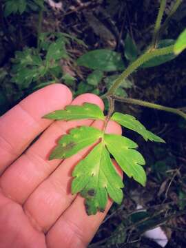 Phacelia bipinnatifida Michx. resmi