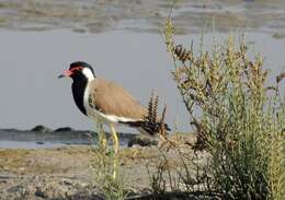 Image of Red-wattled Lapwing