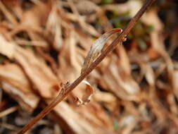 Image of Mt. Albert goldenrod