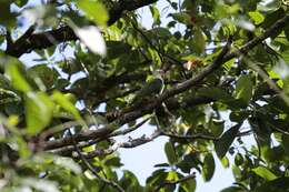 Image of Crimson-crowned Fruit Dove