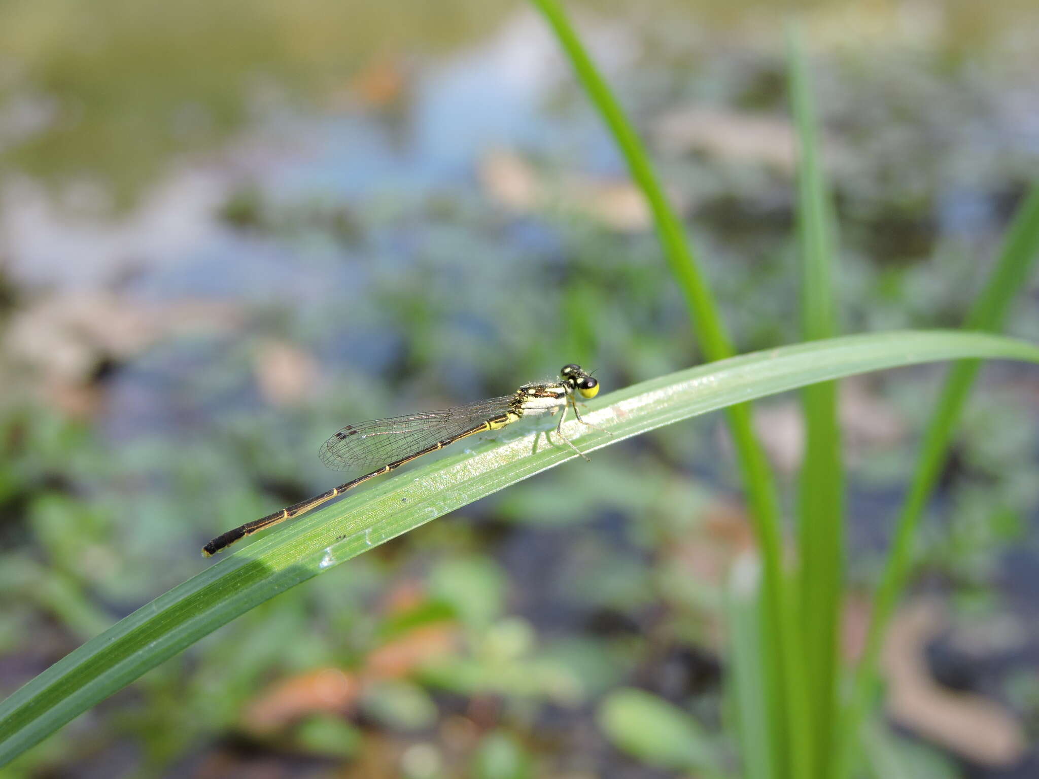 Image de Agrion Posé