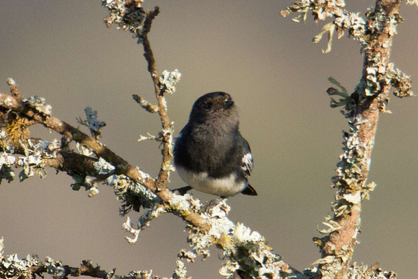 Image of White-bellied Tit