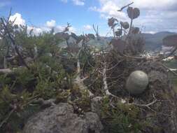 Image of Mammillaria albilanata subsp. albilanata