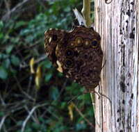 Image of White-spotted Satyr