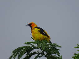 Image of Spot-breasted Oriole