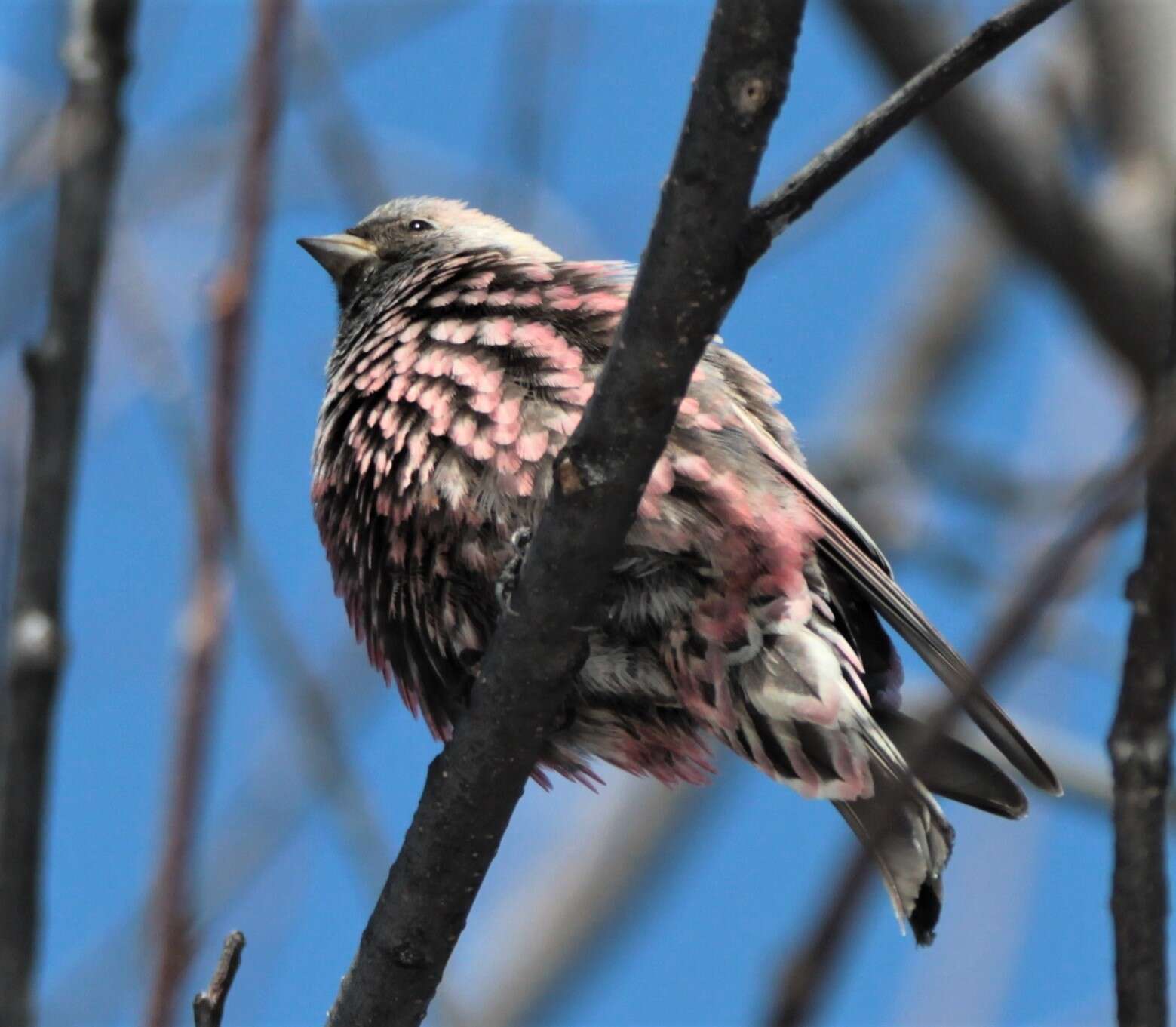 Image of Asian Rosy Finch