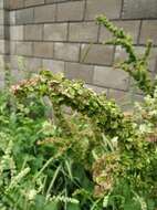 Image of Rumex patientia subsp. orientalis Danser